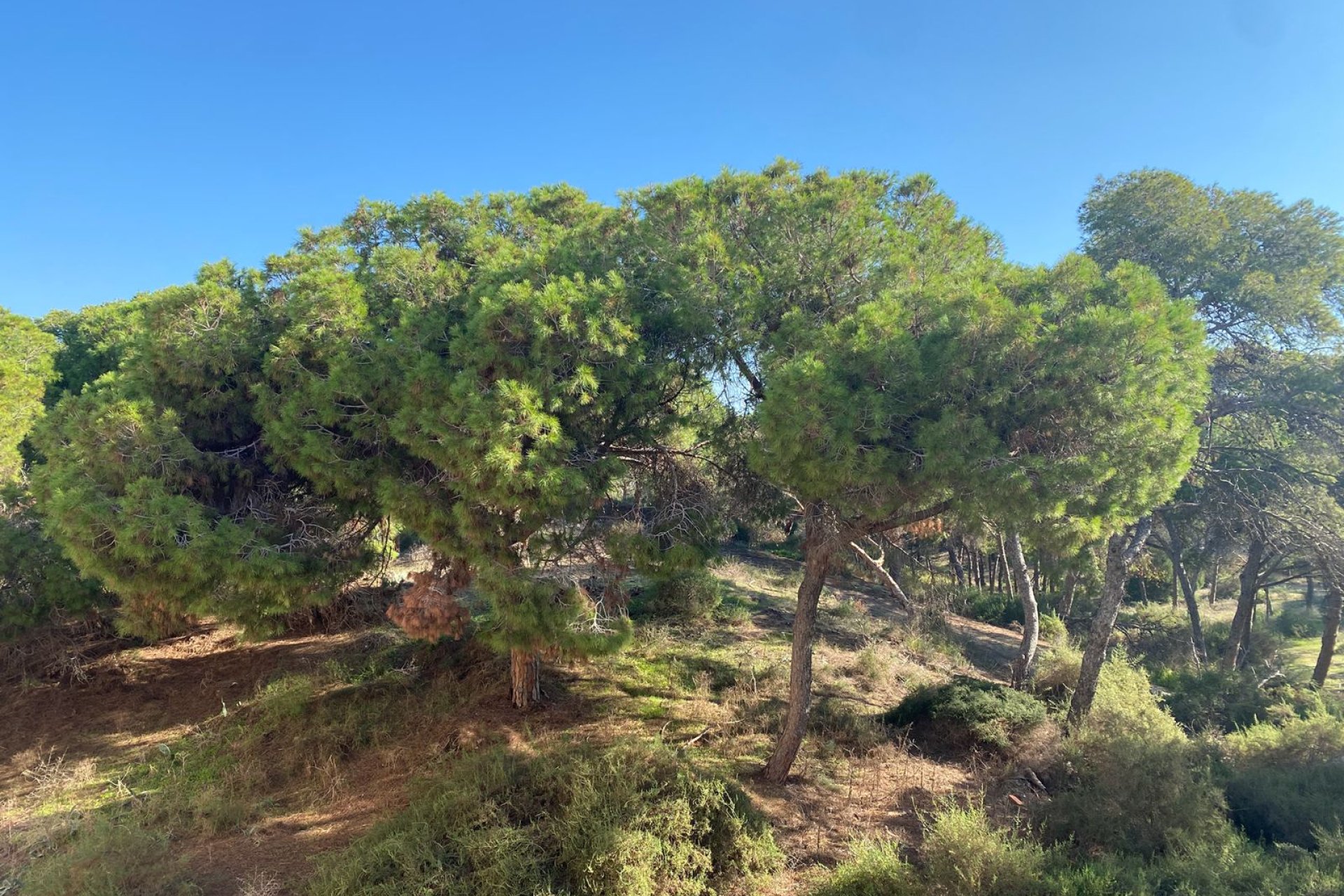 New Build - Apartment  - Guardamar del Segura