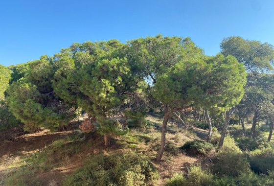 New Build - Apartment  - Guardamar del Segura
