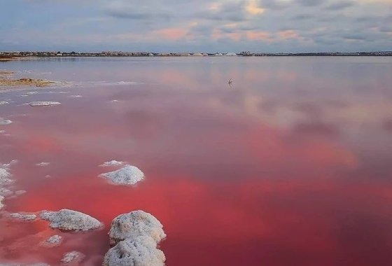 Новое здание - Квартира  - Torrevieja