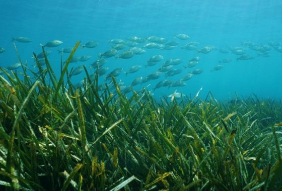 New Build - Villa - Benissa