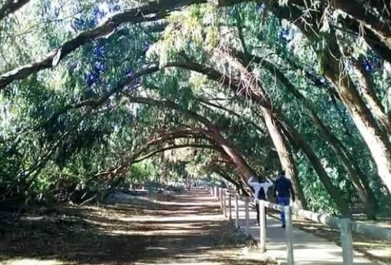 New Build - Apartment  - Torrevieja