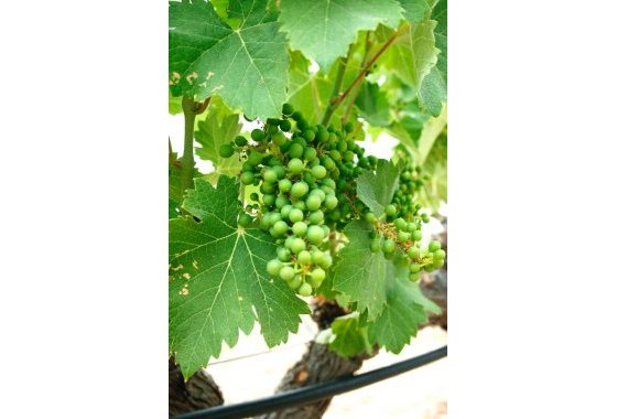 New Build - Villa - Yecla